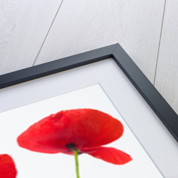 Poppies on white background by Assaf Frank